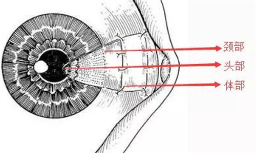 翼状胬肉手术需要切除部位图解