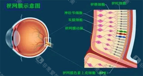 视网膜示意图