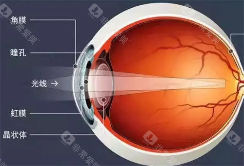 眼部结构示意图
