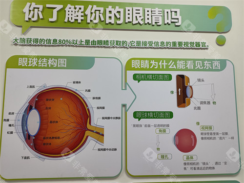 眼球结构展示