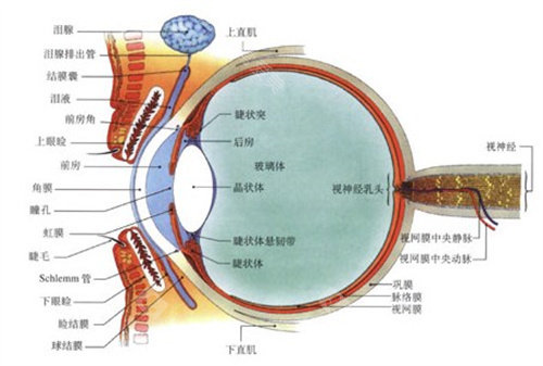 山东省眼科医院官网简介：挂号收费，地址电话，设备资质！