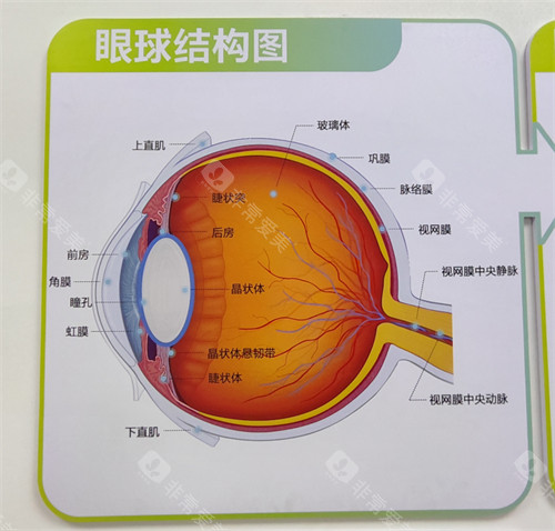 眼球结构