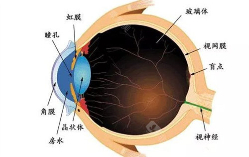 眼球结构