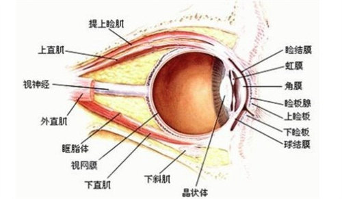 斜视手术中眼部四条直肌分布